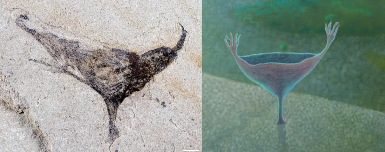 A fossil on the left and illustration on the right of creature that looks like a martini glass