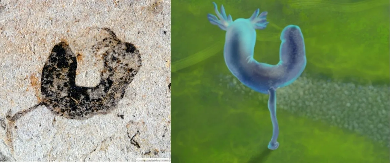 A fossil image on the left and illustration on the right of the