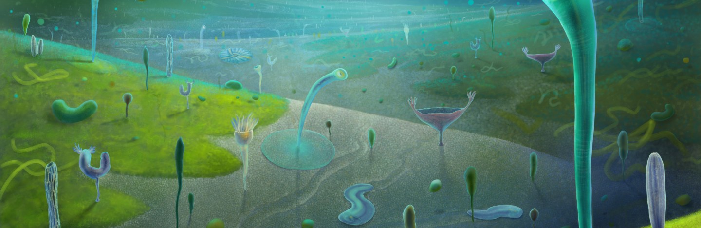 An illustration of Ediacaran animals based on their fossils.