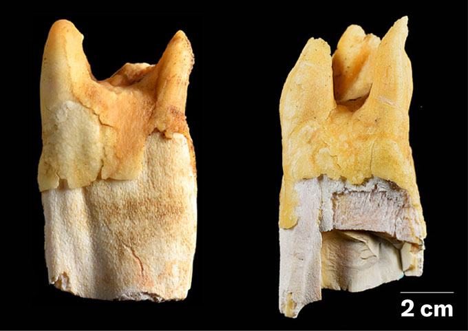 Two large animal teeth with cracks and ridges are shown on a black background
