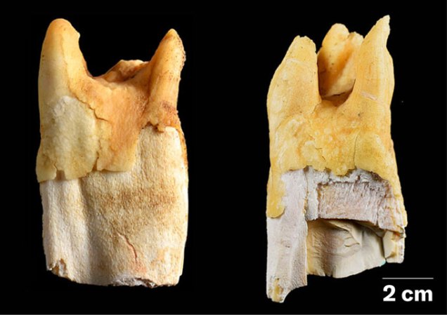 Two large animal teeth with cracks and ridges are shown on a black background
