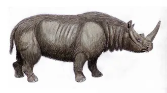 An illustration of a massive extinct rhinoceros (Stephanorhinus hemitoechus), which looks like a fur-covered version of today's rhinos.