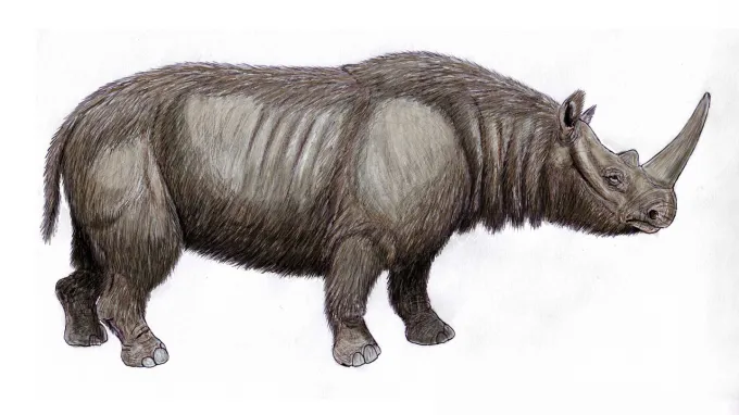 An illustration of a massive extinct rhinoceros (Stephanorhinus hemitoechus), which looks like a fur-covered version of today's rhinos.