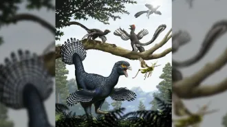 An artist's reconstruction of a dinosaur with wings using them to hunt insects