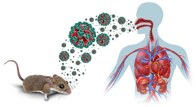 An infographic of a mouse in the lower left corner giving off red and green hantaviruses. The viruses have clusters of four green balls on the surface with a red interior. The viruses in various sizes arc toward a transparent outline of a human body that shows the internal organs in the chest and abdomen. Viruses can be seen in the airways leading from the nose and mouth down into the throat.