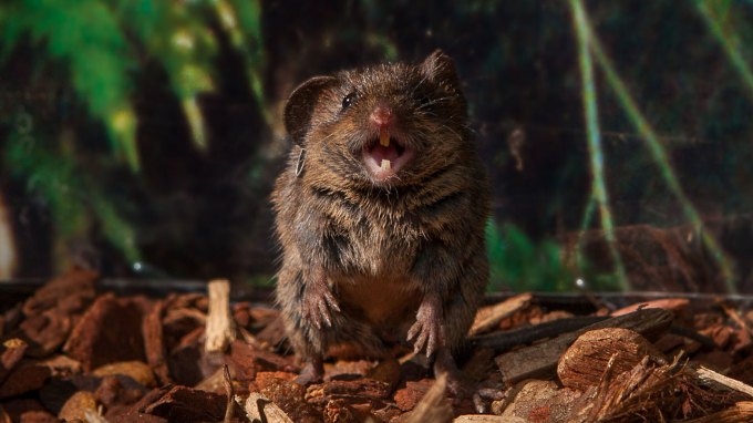 A brown mouse stands upright with its mouth open against a backdrop of wood chips and blurred green foliage.