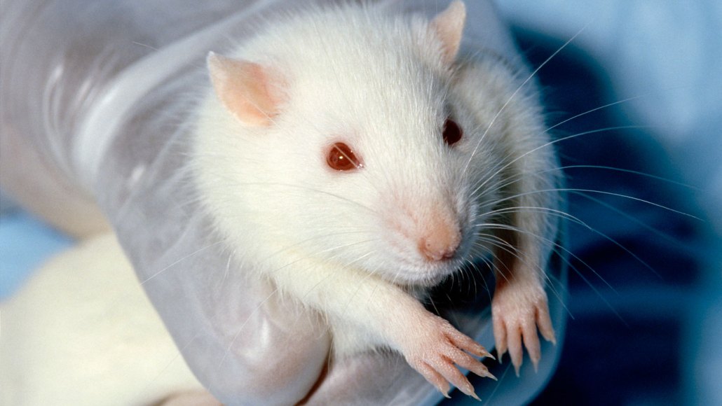 A white rat with red eyes
