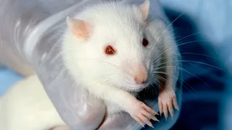 A white rat with red eyes