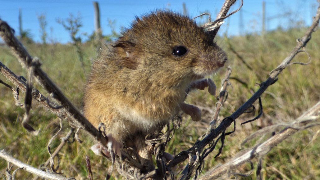 A small brown mouse sits in the center of a small plant that lacks leaves.