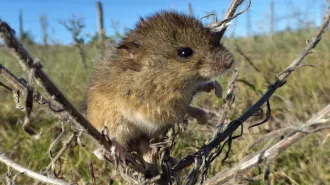 A small brown mouse sits in the center of a small plant that lacks leaves.