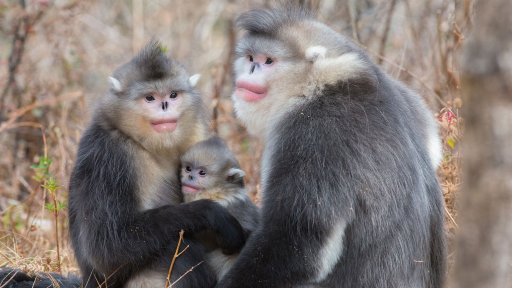 Two adult snub-nosed monkeys sit together, with a juvenile between them and a bare winter landscape in the background.