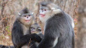 Two adult snub-nosed monkeys sit together, with a juvenile between them and a bare winter landscape in the background.
