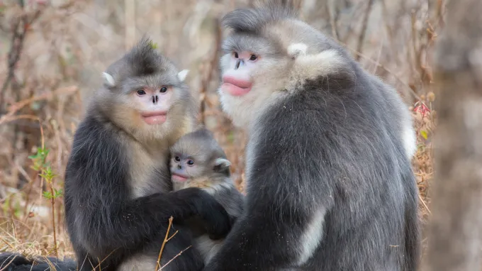 Two adult snub-nosed monkeys sit together, with a juvenile between them and a bare winter landscape in the background.