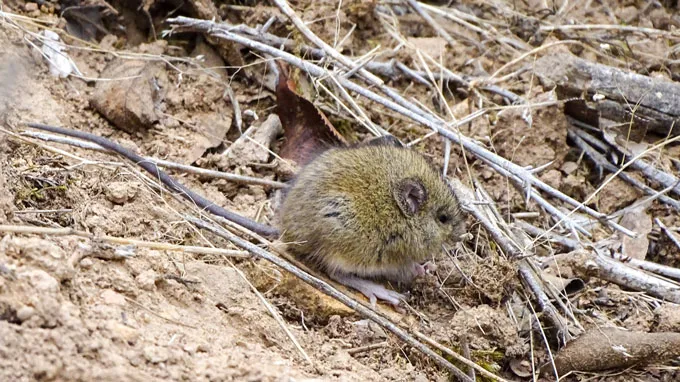 A small brown rodent with rounded ears with a tail longer than appears longer than its body sits amid twigs against a tan mud background. This the natural host of the Andes hantavirus.