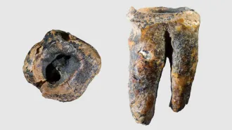 Two views of a brown-and-yellow ancient molar are shown side by side. The first shows a drilled hole from the top, and the second shows the side profile of the tooth.