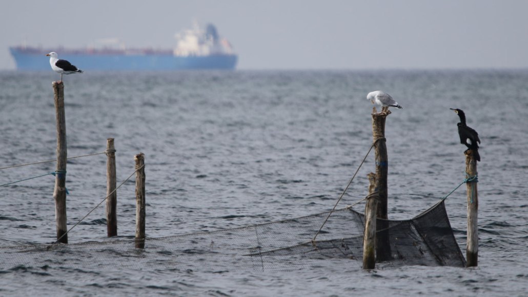 Birds perch on wooden poles holding fishing nets in the ocean