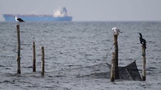 Birds perch on wooden poles holding fishing nets in the ocean