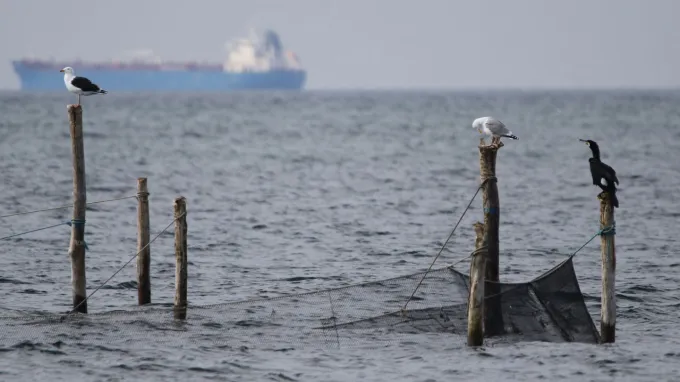 Birds perch on wooden poles holding fishing nets in the ocean