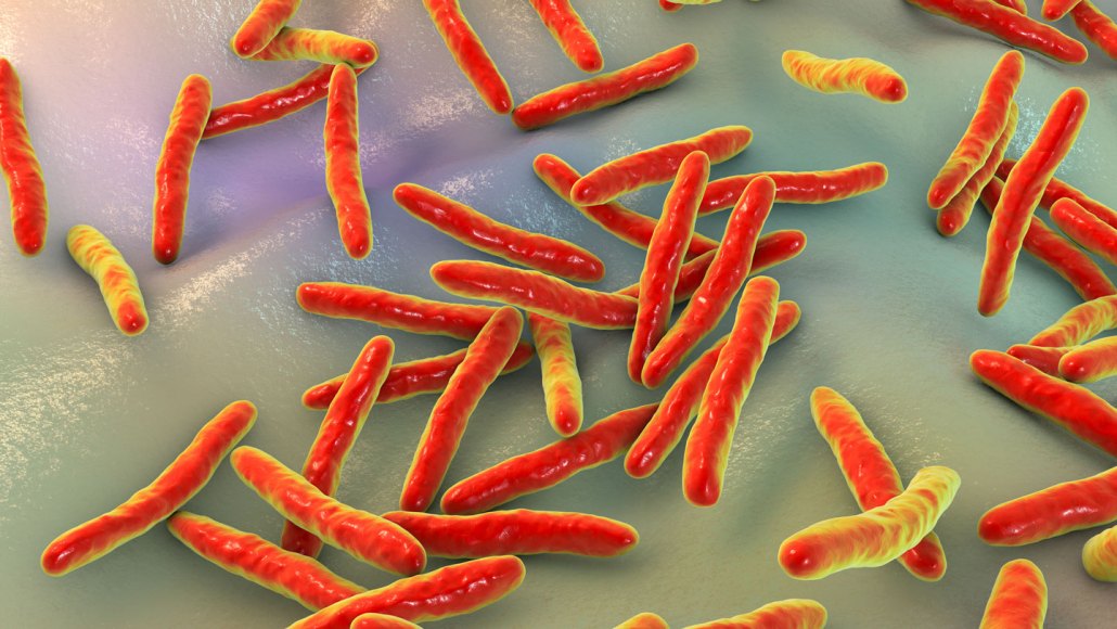 Neon orange and yellow rods are illustrations of the bacteria that causes tuberculosis.