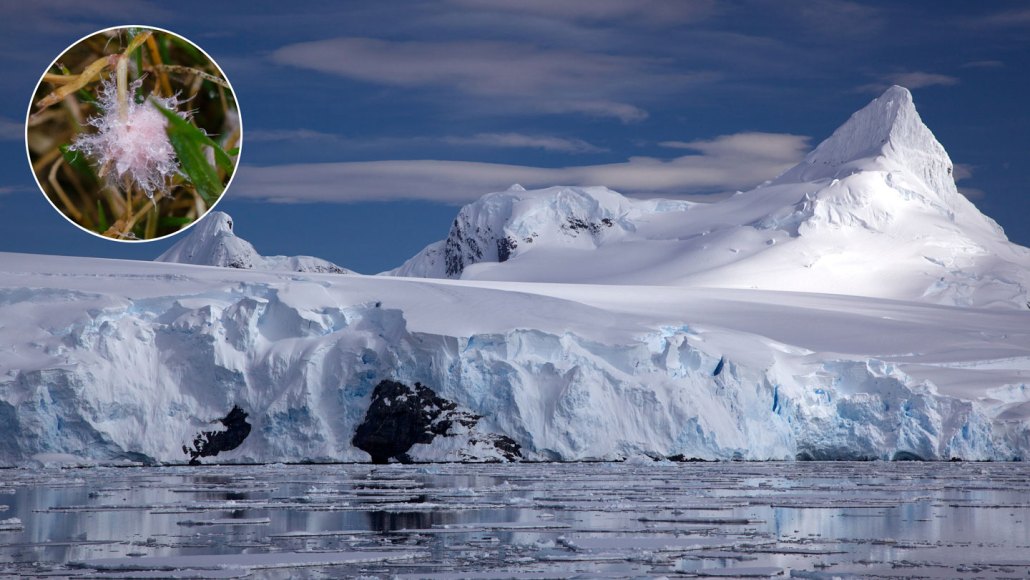 A photograph of snow-covered Antarctica, which faces a growing fungal threat from a plant-pathogenic fungus, shown in an inset image.