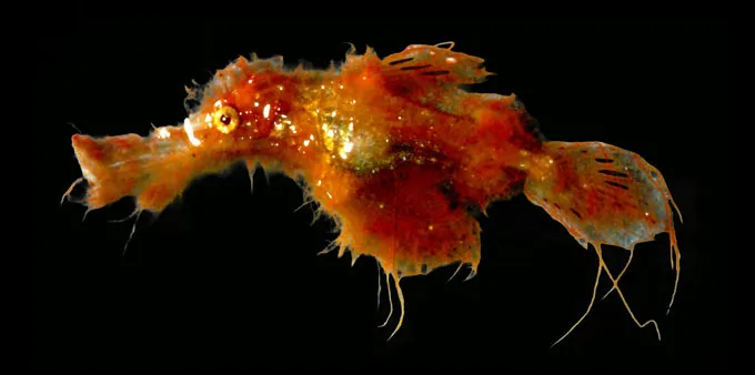 A shaggy looking red ghost pipefish is seen on a black background.