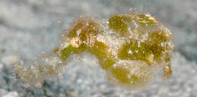 A yellowish-green shaggy fish swims.