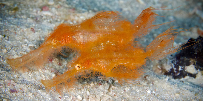 A pair of long snouted fish covered in orange fringe swim over a sandy area.