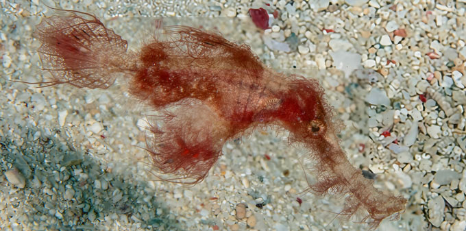 A fish with a long snout and shaggy red filaments swims over the seafloor.