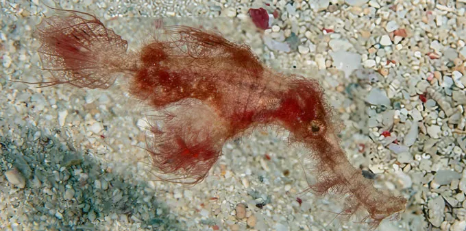 A fish with a long snout and shaggy red filaments swims over the seafloor.