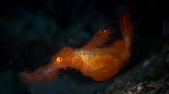 An image of a small fish with a long snout, covered in near-neon orange fibers that give it a furry appearance.