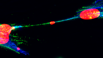 A microscopy image showing a red splotch of DNA passing between cells on a black background.