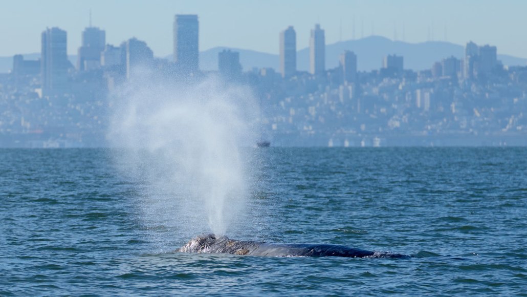A photograph of a whale in San Francisco Bay.
