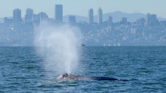 A photograph of a whale in San Francisco Bay.
