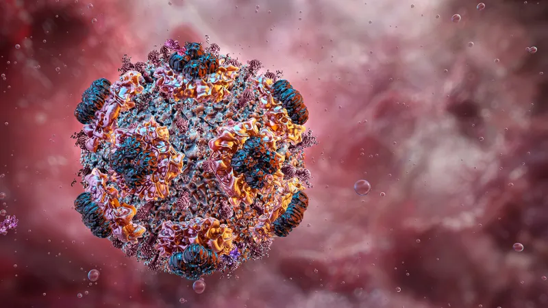 An illustration of a hantavirus with black and pink flower-like structures edged in orange poking out from a rough pink and black virus, with mottled pink background suggesting the inside of a blood vessel.