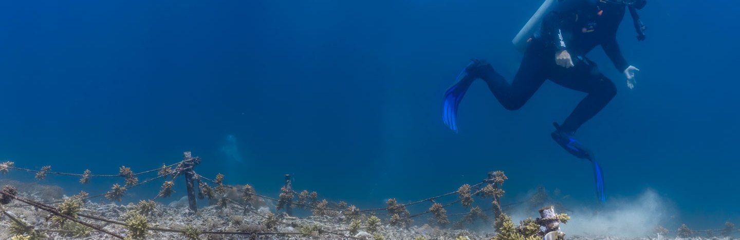 A scuba diver with blue fins kicks a coral reef by accident