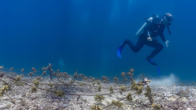 A scuba diver with blue fins kicks a coral reef by accident