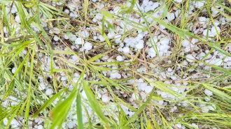 Many pieces of hail lying in the grass