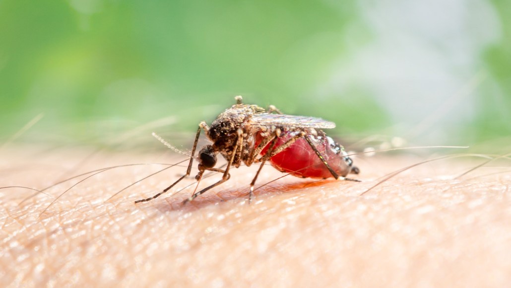 A mosquito with a belly full of blood takes a meal from a white person