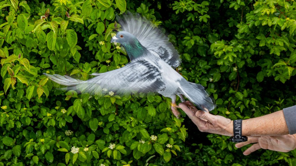 A gray pigeon with irridescent green neck feathers takes off from the hands of a person.