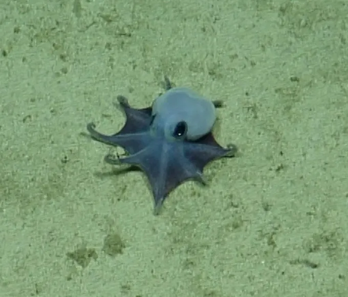 A small octopus rests on the sandy seafloor in a deep-sea photograph.