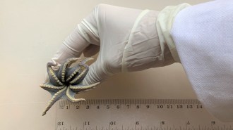 A gloved hand holds a small octopus next to a ruler, showing it spans roughly 10 centimeters.