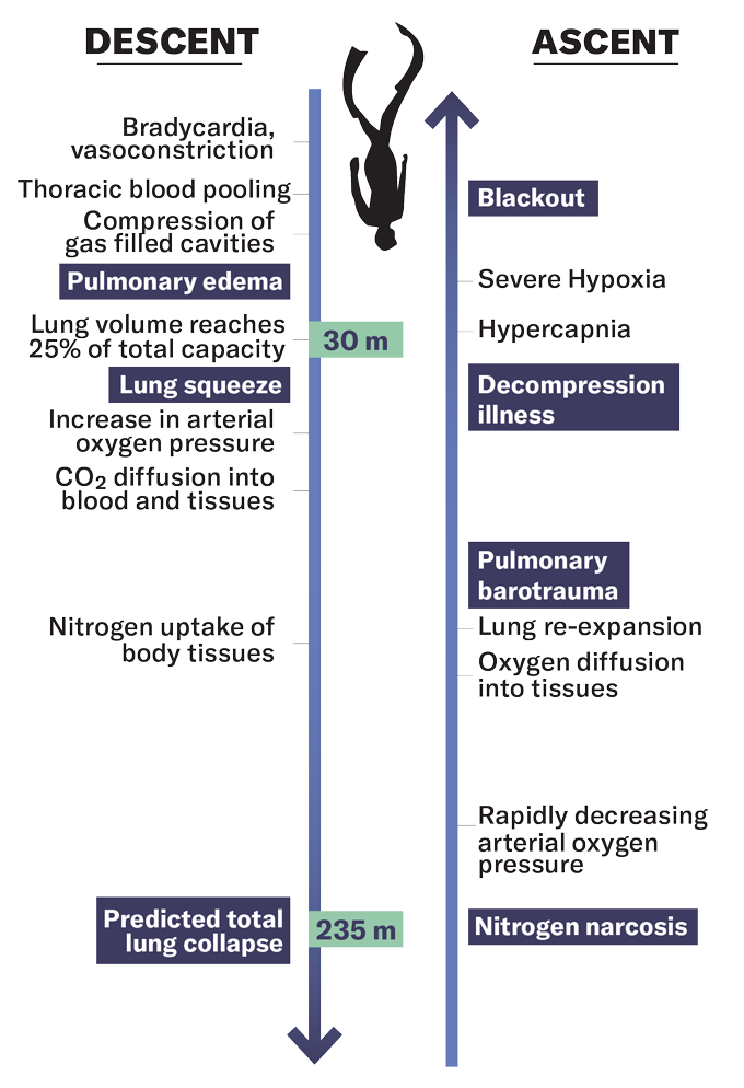 A graphic illustrating the injuries by depth of descent and ascent a freediver might experience