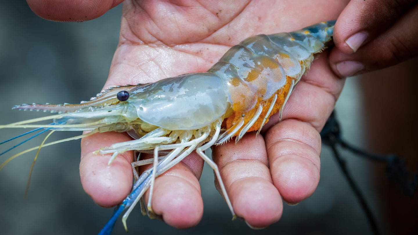 New Commercial Shrimp Vaccine Could Protect the Environment and Advance Science