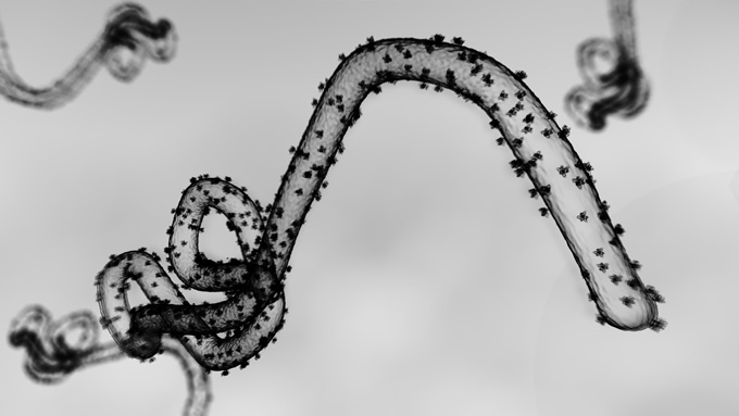 A black and white illustration shows a long filament covered with tiny blobs across its surface