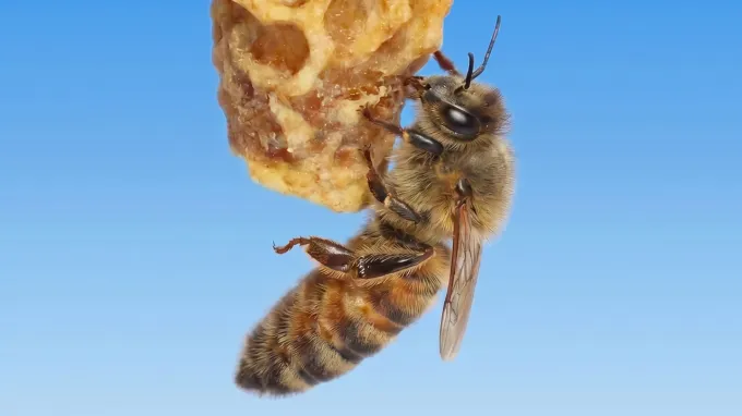 A honeybee grips a lump of pale, irregular wax that hangs against a clear blue sky.