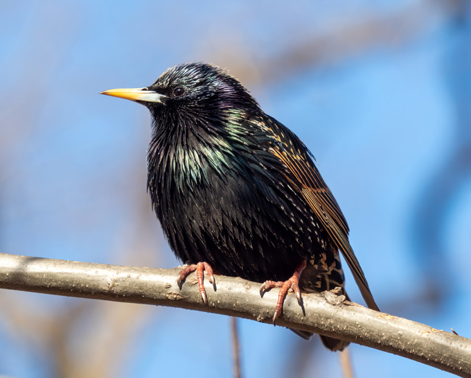 A European starling perches on a tree branch against a blue sky.