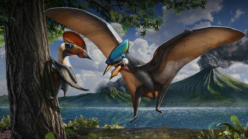Some pterosaurs may have boasted bold iridescence