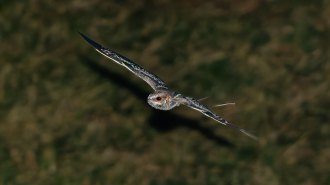 A nightjar bird flies through the air with outstretched wings against a blurry background of treetops