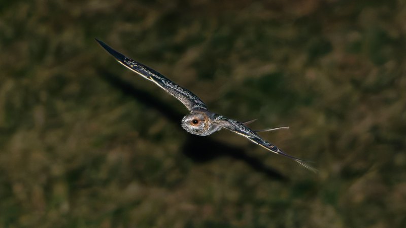 These birds clack their wing bones together to woo