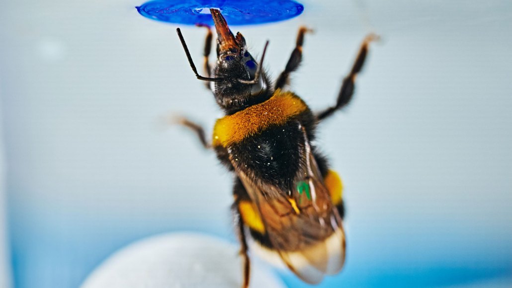 A bumblebee sips from the center of a blue circle while standing on one leg on a white ball